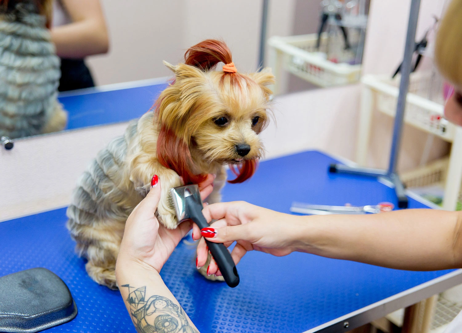 Pets-and-pet-care